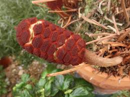 Image result for Zamiaceae