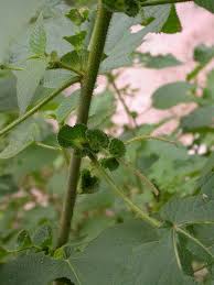 Image result for Acalypha polymorpha