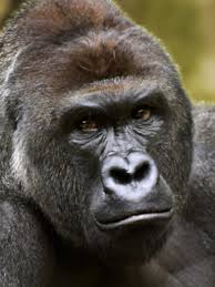 What ensued was a media … Harambe Was Shot Killed 3 Years Ago Today At Cincinnati Zoo Kutv