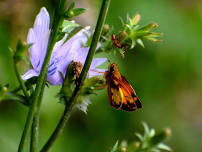 Butterfly Walk at Sweet Run State Park, Sawmill Entrance