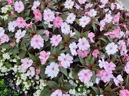 Image result for Impatiens keilii