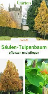 Saulen Tulpenbaum Blickfang Im Garten Tulpenbaum Pflanzen Vorgarten Pflanzen