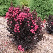 Image result for Lagerstroemia indica