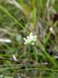 Image result for Burmannia