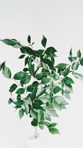 Maybe you would like to learn more about one of these? Best Plant Iphone Hd Wallpapers Ilikewallpaper