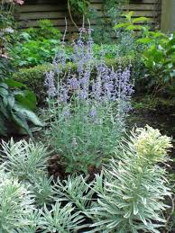 Image result for Perovskia atriplicifolia lacey blue lisslitt photo