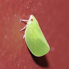 Image result for Aneilema chrysopogon