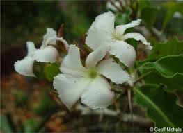 Image result for Pachypodium saundersii