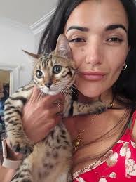 Introducing new bengal cat