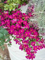 Image result for Jamesbrittenia integerrima