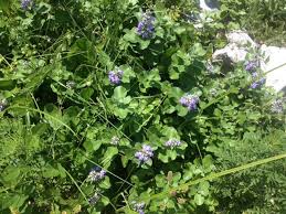 Image result for Vitex mossambicensis