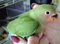 Lovebird Pets