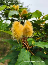 Image result for Bixa orellana