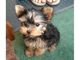 20 years of experience breeding yorkies. Yorkie Puppies Males Females Yorkie Puppy Terrier Puppies Yorkshire Terrier Puppies