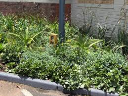 Image result for Agrostis lachnantha