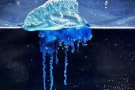 Image result for Hylebates