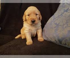 There are several things that we take pride in, like, we are a small business and fully intend to keep it that way, we did a lot of research prior to making this decision. View Ad Golden Retriever Litter Of Puppies For Sale Near Oklahoma Claremore Usa Adn 212207