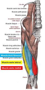 Muscles in the anterior compartment of the leg. Quadriceps Muscle Physiopedia
