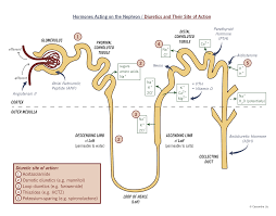 Diuretics And Renal Hormones Mcmaster Pathophysiology Review Renal Physiology Pharmacology Nursing Pharmacology