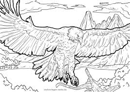 Malvorlage Adler Tiere Kostenlose Ausmalbilder