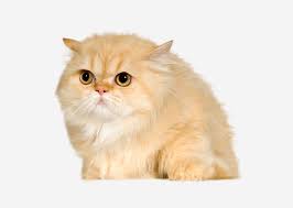 What are their grooming requirements? Europetnet Persian