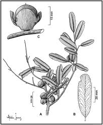 Image result for Diospyros consolatae