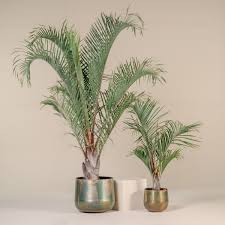 Image result for Dypsis decaryi