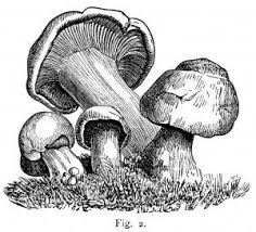 Black And White Mushroom Black And White Clipart Mushroom Graphics Vintage Botanical Printable Common Mushroom St George Mushroom Champignon Stuffed Mushrooms Mushroom Drawing Art