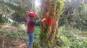 Kilang memproses timah secara haram ini dikatakan antara punca pencemaran di longkang ikuti perinciannya oleh pengerusi jawatankuasa tetap. Kerja Kerja Ladang Kelapa Sawit Muip Tasik Chini Facebook