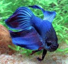 Looks Like Indigo Aka The Softest Boi Beautiful Fish Betta Fish Care Betta