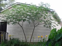 Image result for Manihot grahamii