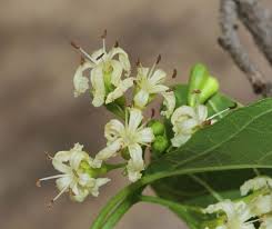 Image result for Cordia sp.A.