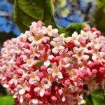 Image result for Rogiera amoena