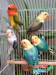 Burung lovebird merupakan salah satu jenis burung peliharaan yang banyak dipilih karena. Dijual Burung Love Bird Murah Terpercaya Hewandijual Com