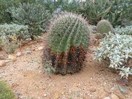 It's hard to kill a cactus by transplanting it. Soft Rot Afflicts Barrel Cactus Tucson Com