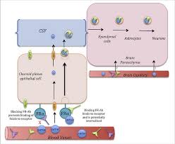 Image result for Folate Deficiency