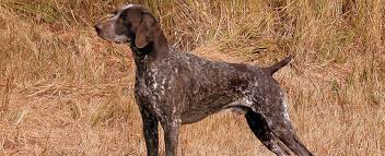 They are friendly, and do well with other children and pets. German Shorthaired Pointer Dog Breed Profile Petfinder