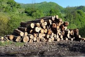 Foișoarele din lemn au un cost mai scăzut, sunt eficiente din punct de vedere termic, se pot realiza în timp scurt și sunt perfecte pentru persoanele alergice. Daca Legea Se Respecta Intermediarii Care Vindeau Lemne De Foc Vor Fi Scosi De Pe Piata