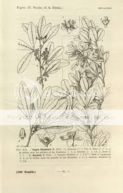 Image result for Vepris