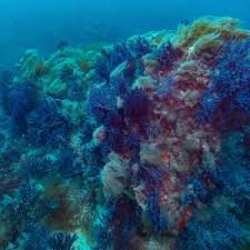 Image result for Moraea clavata