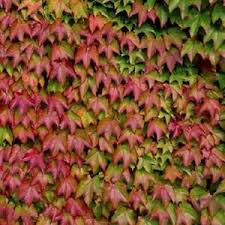 My region usa canada europe australia. Compare Boston Ivy And Virginia Creeper