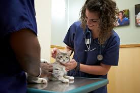 His skill and efficiency as a veterinarian allow him to provide excellent pet care at a low price. Appointments Friendship Hospital For Animals