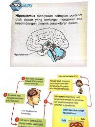 Kawal atur suhu badan  manusia mempunyai sistem saraf dan sistem endokrin yang berfungsi mengkoordinasi dan bergerak balas terhadap sesuatu rangsangan  hipotalamus merupakan bahagian posterior otak depan yang berfungsi mengawal atur keseimbangan dinamik persekitaran dalam. Bab 3 Homeostasis