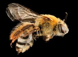 Are bees good for your garden. What Are Squash Bees Learn How To Attract Squash Bees To Your Garden