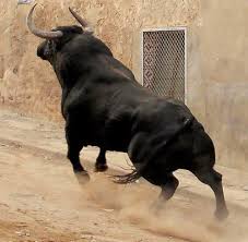 De Corina Garay Esto Es Bravura Esto Es Belleza Tiere Wild Susseste Haustiere Ausgestopftes Tier