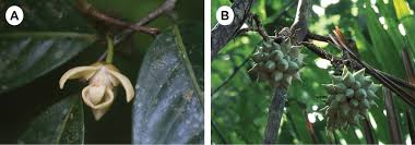 Image result for Artabotrys stolzii