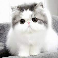 Gambar kucing disiksa pelel wednesday december 14 2011 gambar di rebanas. Pin Di Perawatan Kucing