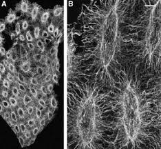 We did not find results for: Cytokinesis In Plant And Animal Cells Endosomes Shut The Door Sciencedirect