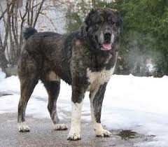 Central Asian Shepherd Alabai Dog Kangal Dog Livestock Guardian Dog