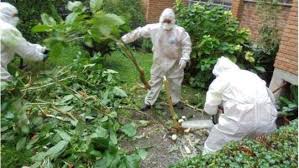Recorded on 6/7/2012tonight on the truth hour burundanga the most dangerous drug. Retiran 66 Plantas De Burundanga En Unos Jardines De Aluche